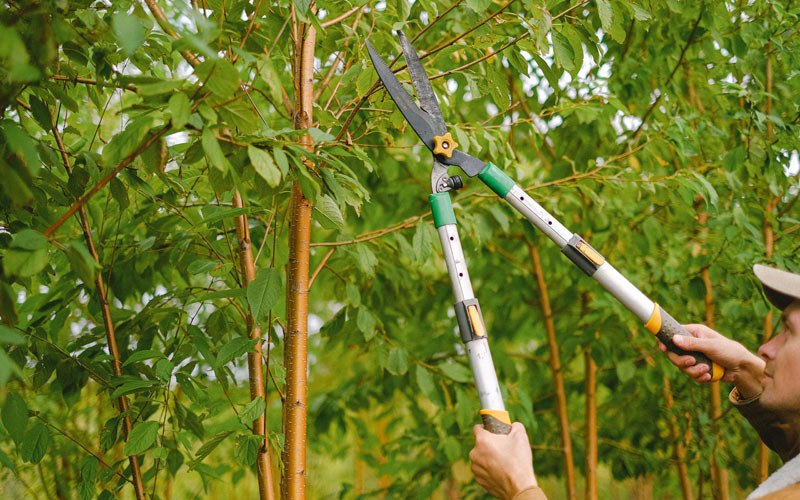 Tree trimming in Arena, WI