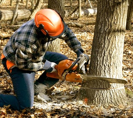 Tree Removal in Arena, WI